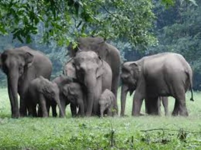 Dandeli Jungal Safari